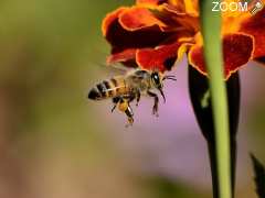 picture of Insectes auxiliaires et abeilles